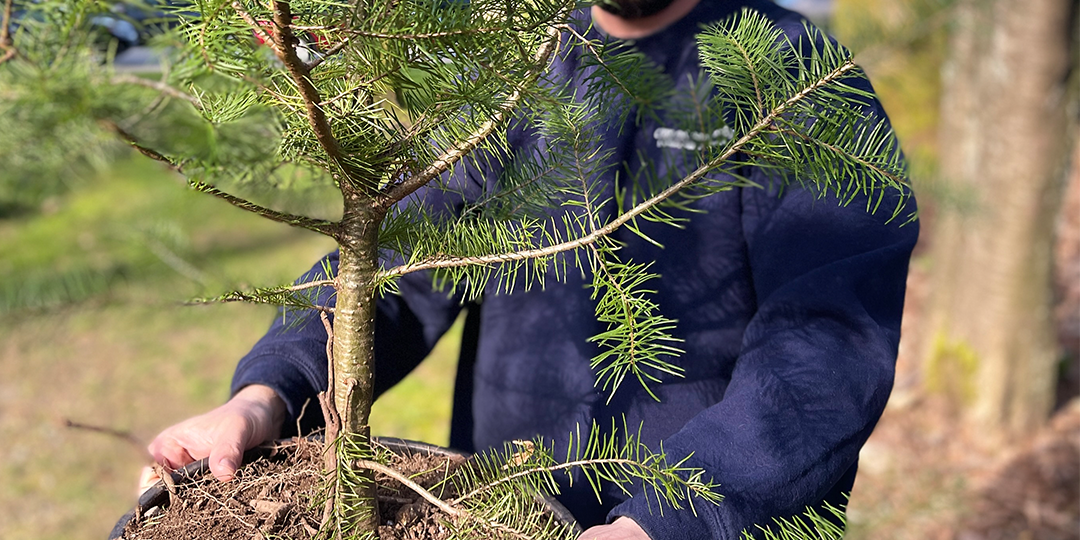 A planted tree being held up